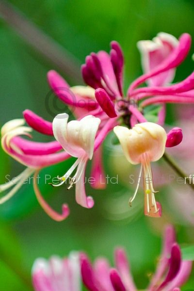 Honeysuckle And Sandalwood Fragrance Oil