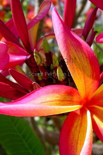 Tahitian Monoi Fragrance Oil